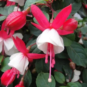 Fuchsien.jpg