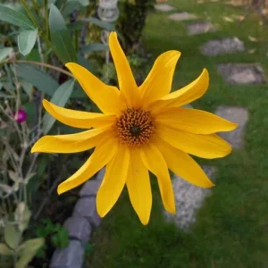 blume im garten.jpg