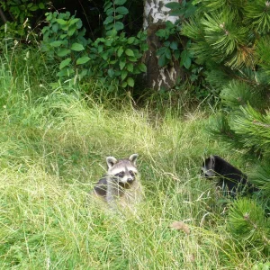 Waschbär.jpg
