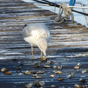 DSCF8794.JPG