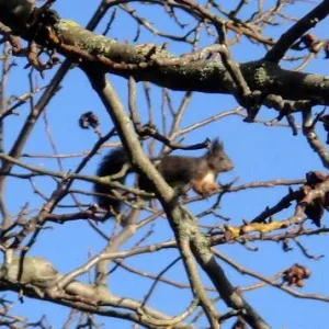 eichhörnchen-schnappschuss.jpg