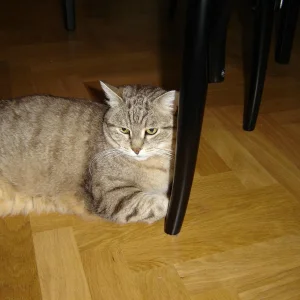 Max.JPG