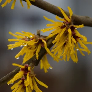 070206HAMAMELIS_WINDISCH_A (2).JPG