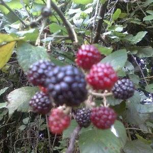 Brombeeren.png