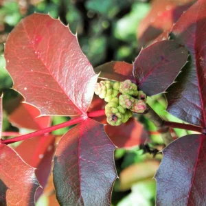 DSCF9546.JPG