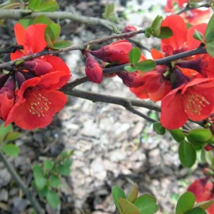 PICT0010.JPG