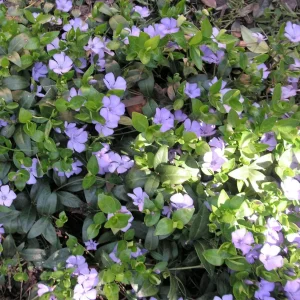 PICT0007.JPG