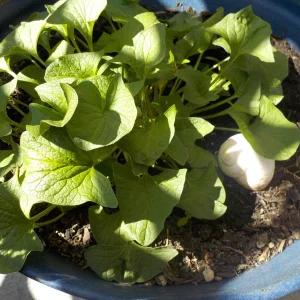 DSCN3617.JPG