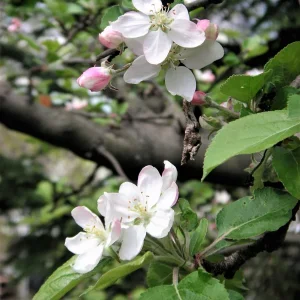PICT0008.JPG