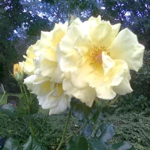 Friedhofsrosen.png
