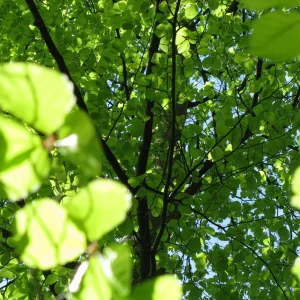 IMG_1286.JPG