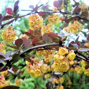 PICT0007.JPG