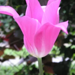 PICT0009.JPG