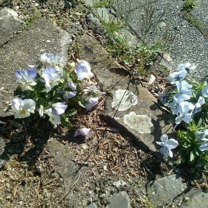 Steinblumen.jpg