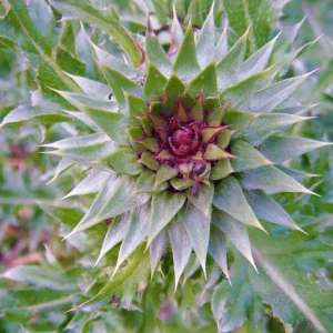 DSCF9655.JPG
