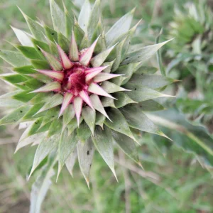 DSCF9663.JPG
