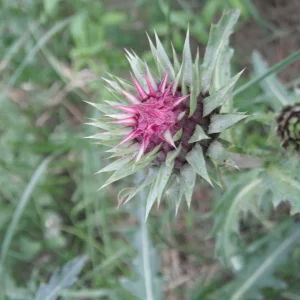 DSCF9664.JPG