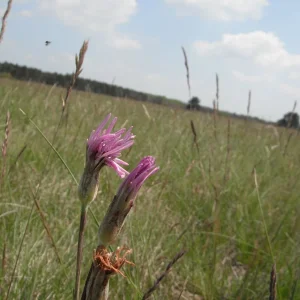 DSCF9680.JPG