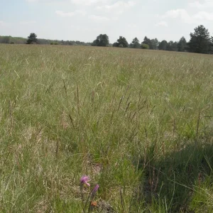 DSCF9679.JPG