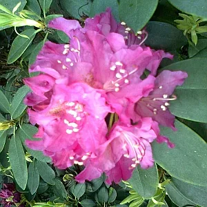 Blütenkopf rose.png