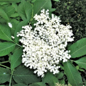 PICT0002.JPG