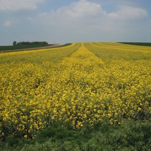 DSCF9647.JPG
