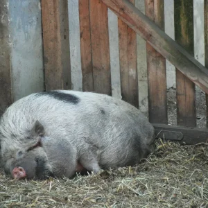 DSCF9725.JPG