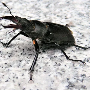 PICT0012.JPG