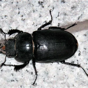 PICT0018.JPG