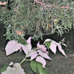 PICT0026.JPG