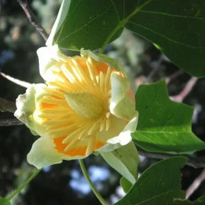 tulpenbaum.JPG