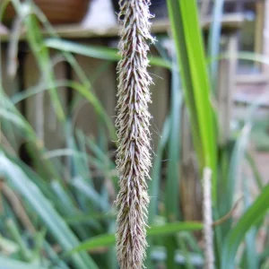 DSCN8466.JPG