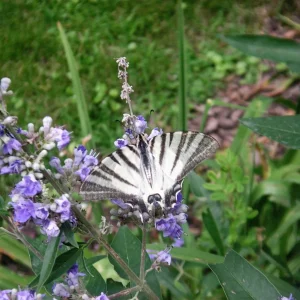 PICT0073.JPG