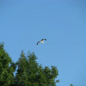 IMG_2082.JPG