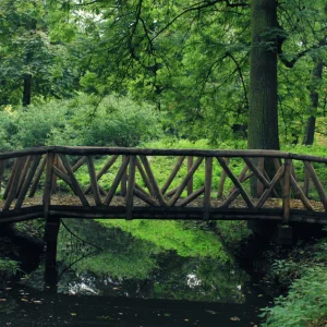 wbruecke-im-wald-1280x853.jpg