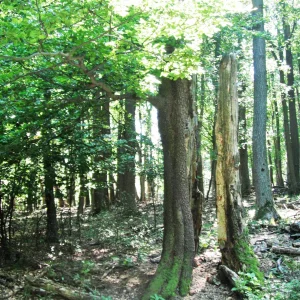 DSCF0601.JPG