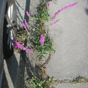 PICT0001.JPG