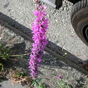 PICT0003.JPG
