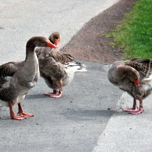 PICT0040.JPG