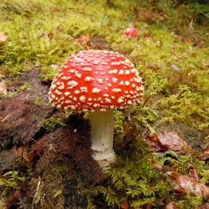 pilz.jpg
