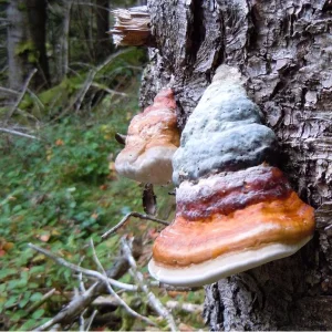 pilz2.jpg