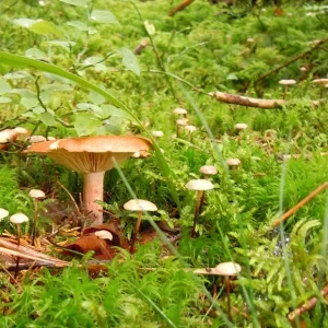pilz3.jpg