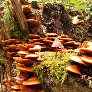 pilz7.jpg