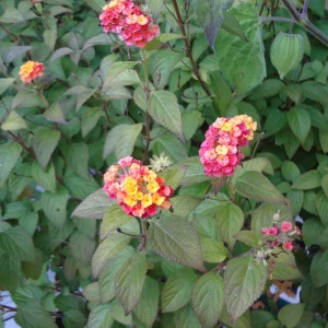 DSC00822.JPG