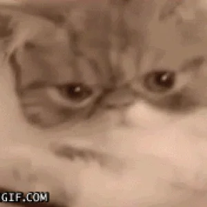 caturdayfacepalm_sg.gif