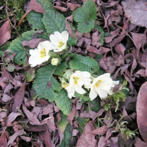 PICT0002.JPG