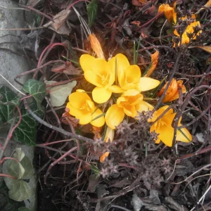 DSCF0701.JPG