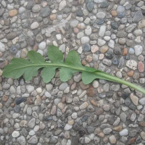 DSCF0722.JPG