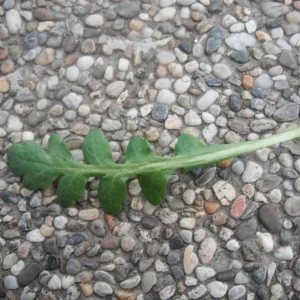 DSCF0723.JPG