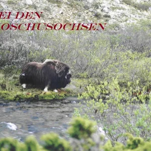 dovrefjell.jpg